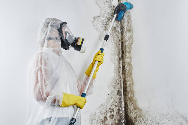 Best Same-Day Mold Removal  in Mountain Park, GA