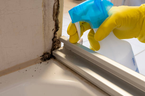 Best Commercial Mold Removal  in Mountain Park, GA