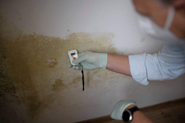 Best Attic Mold Removal  in Mountain Park, GA