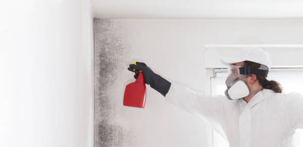 Mold Removal Process in Mountain Park, GA
