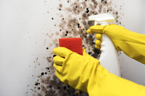 Best Mold Damage Repair  in Mountain Park, GA
