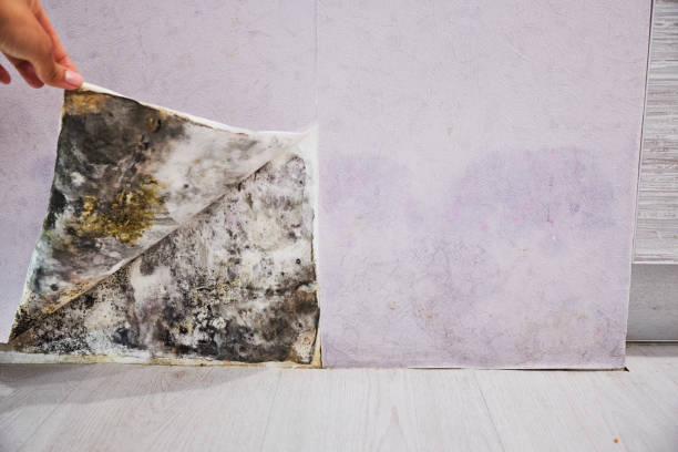 Best Certified Mold Removal  in Mountain Park, GA